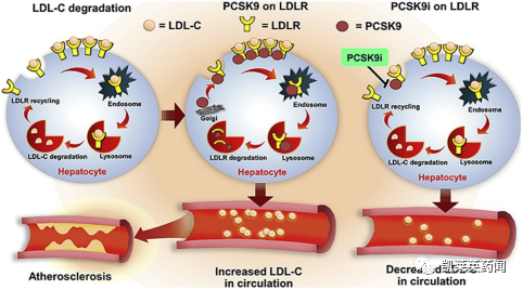 PCSK9抑制剂——降脂领域的新星！