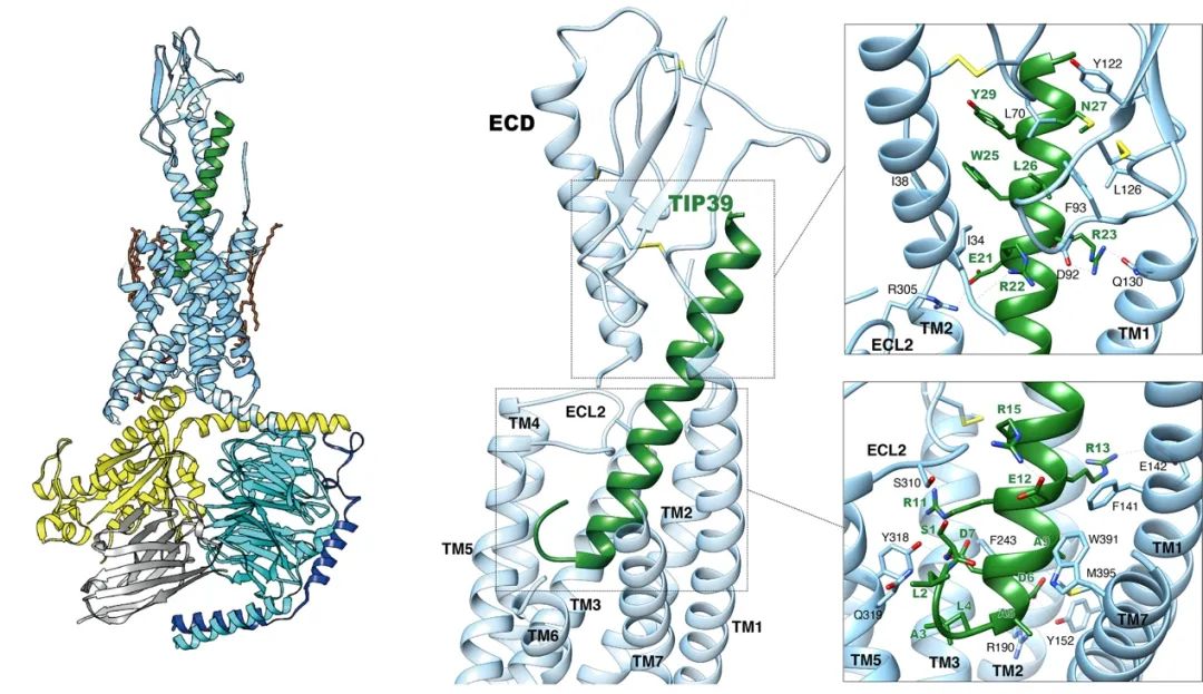 PNAS | 人源甲状旁腺激素受体2复合物三维结构成功解析