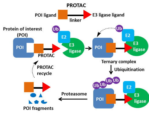 新药研发利器：PROTAC技术（最全解读）