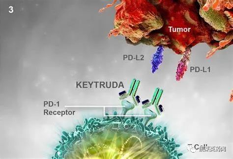 GSK：硬杠K药，dostarlimab获FDA批准成为第二个不限癌种的PD-1单抗