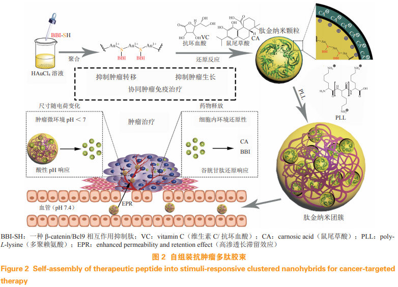 靶向蛋白-蛋白相互作用的抗肿瘤多肽药物的开发与递送