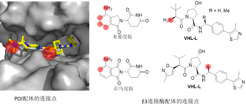 新药研发利器：PROTAC技术（最全解读）