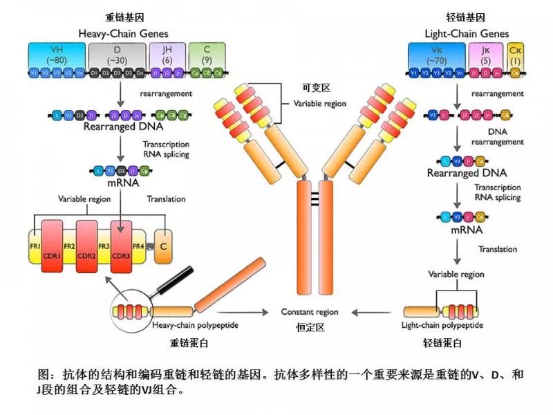 诺奖之后，重游《两只小鼠的江湖 （全集）》