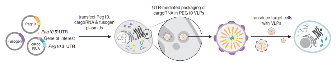 Science重磅：张锋发明全新mRNA递送技术，改造自人体自身逆转录病毒样蛋白