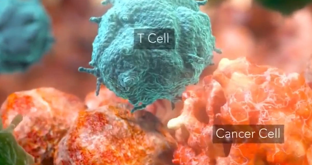 “加热”一下，CAR-T细胞基因表达增加60倍，治愈实体瘤小鼠！《Nature》子刊新进展