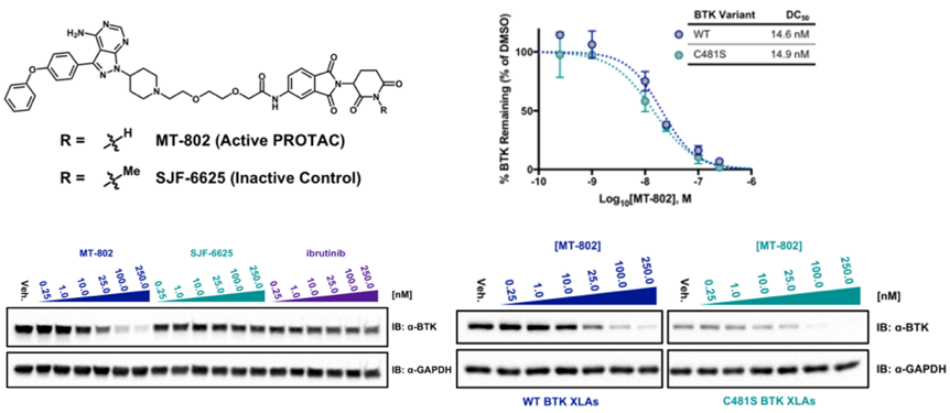 新药研发利器：PROTAC技术（最全解读）