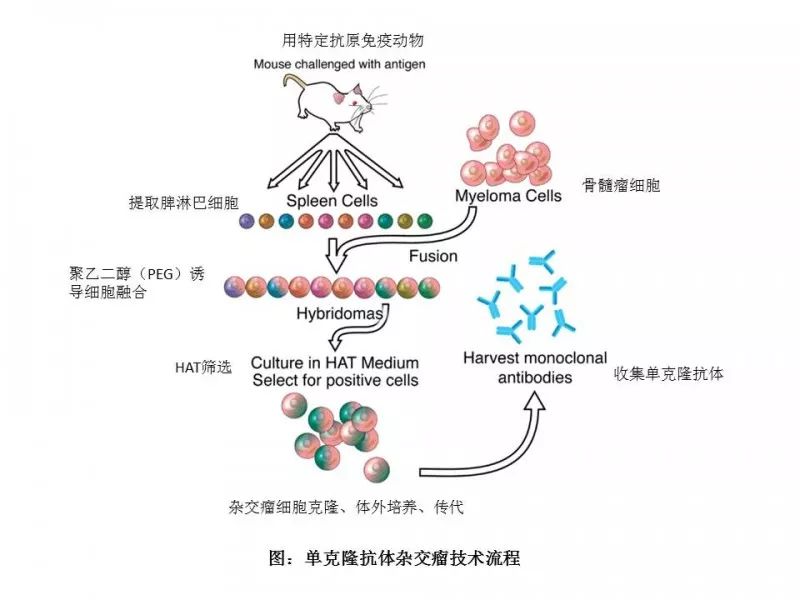 诺奖之后，重游《两只小鼠的江湖 （全集）》