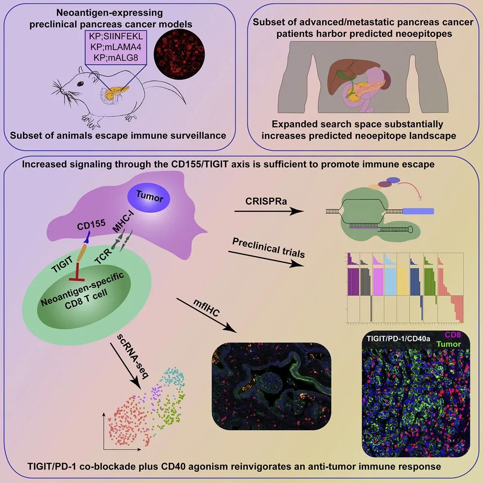 PD-1+TIGIT+CD40，三药联用清除胰腺癌，即将开展临床试验