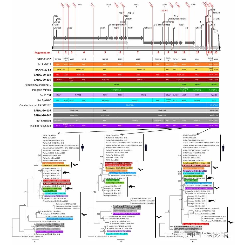 法老科学家在老挝发现迄今为止和新冠病毒最接近的冠状病毒，同样具有感染人类细胞的潜力