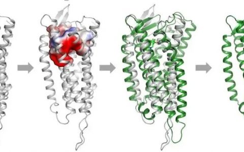 复旦大学药学院付伟课题组与中科院上海药物所刘景根研究组在新型MOR选择性激动领域取得进展