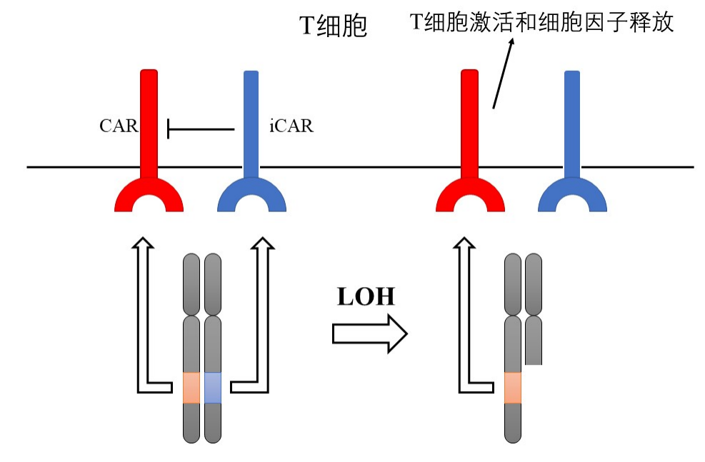 戴卫国博士点评 | CAR-T最新进展：如何克服免疫逃逸与脱靶效应的难题