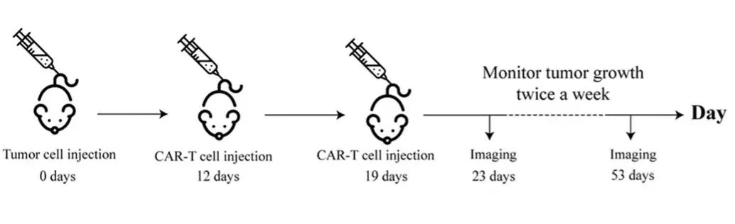 双靶点CAR-T细胞！