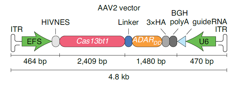 RNA编辑新突破：张锋开发出超小型Cas13蛋白，可用单个AAV递送，突破体内递送瓶颈