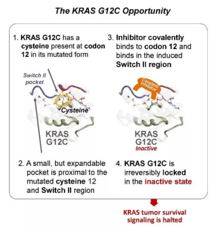 “不可成药”靶点终成历史，KRAS抑制剂突围赛大幕拉开