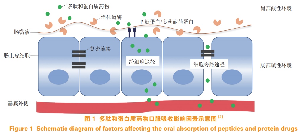 口服多肽和蛋白质药物的研究进展