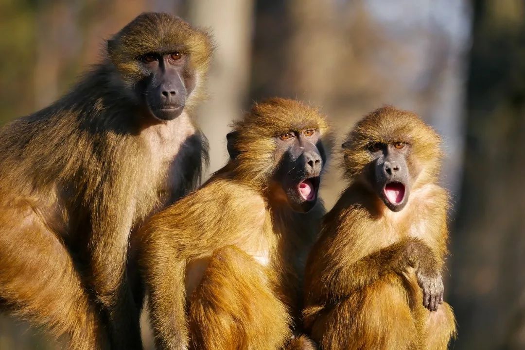 一猴难求？疯狂的猴子：创新药圈的期货和战略储备？