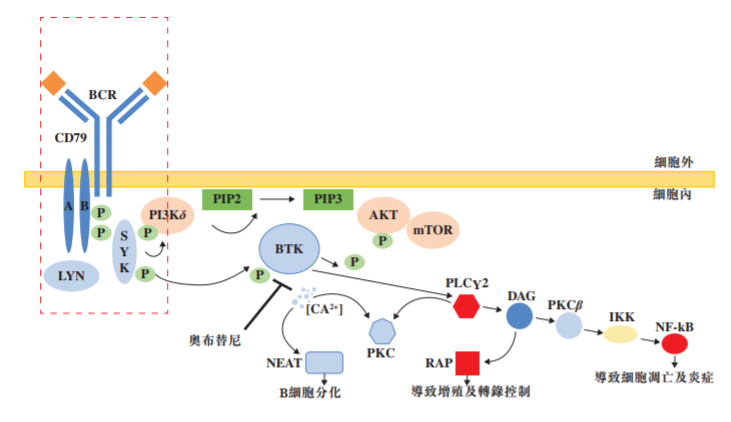 200亿美元BTK抑制剂竞争加剧，谁才是真正的“王者”，杨森、百济神州、诺诚健华...