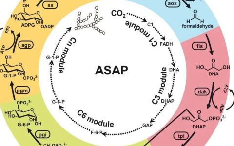 Science重磅：我国科学家突破CO₂人工合成淀粉技术！