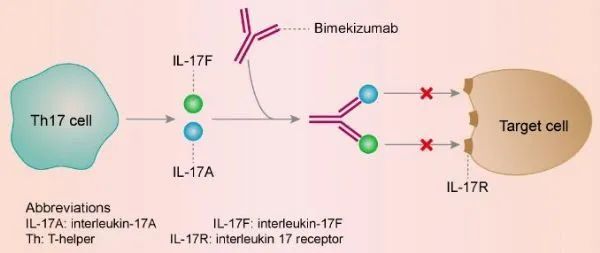 IL-17靶向药再添新军，自身免疫疾病市场迭代或提速
