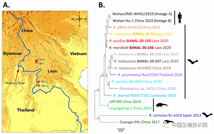 法老科学家在老挝发现迄今为止和新冠病毒最接近的冠状病毒，同样具有感染人类细胞的潜力