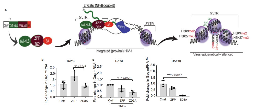 Nature子刊：外泌体递送mRNA，实现对艾滋病病毒的稳定抑制