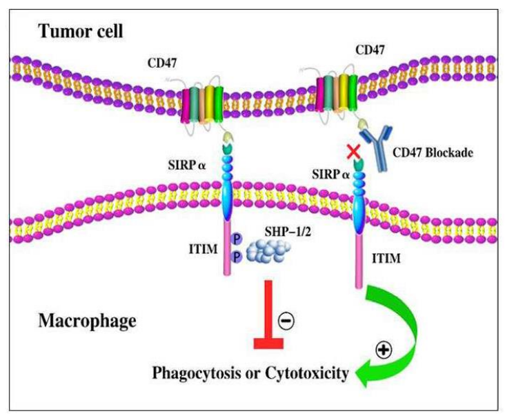 肿瘤免疫治疗中的CD47靶向双抗