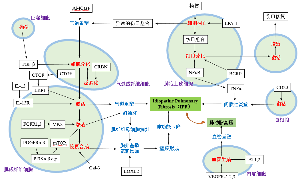 收藏 | 中国罕见病之特发性肺纤维化（IPF）