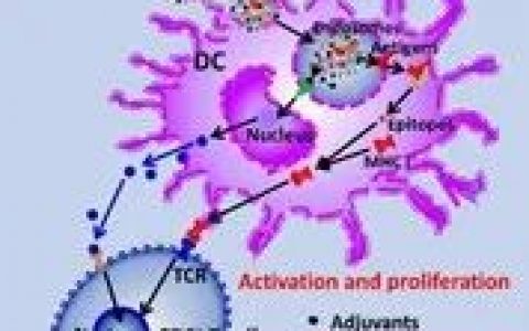 癌细胞重组成纳米疫苗可有效预防（100%）和治疗（25%）多种癌症