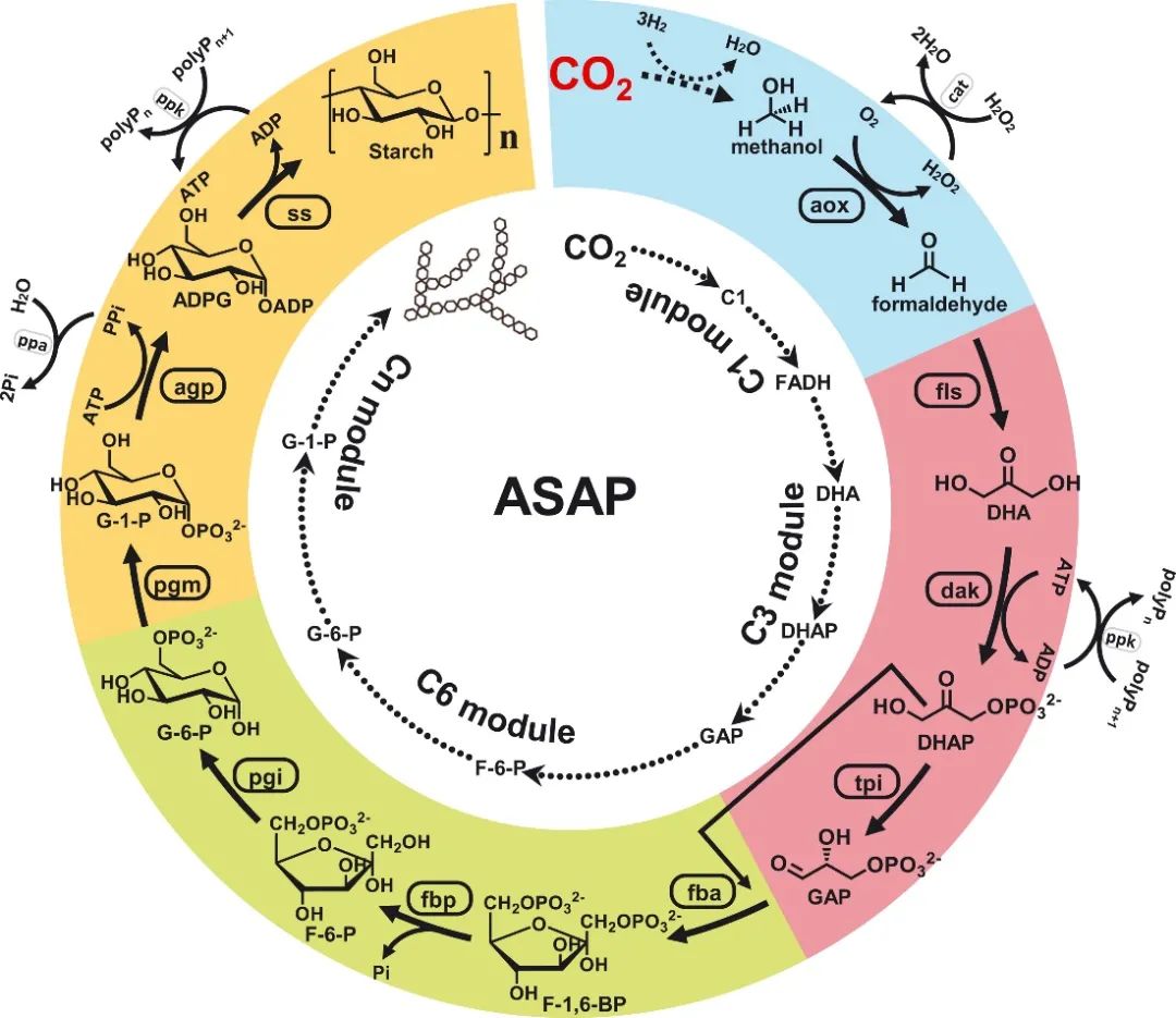 Science重磅：我国科学家突破CO₂人工合成淀粉技术！