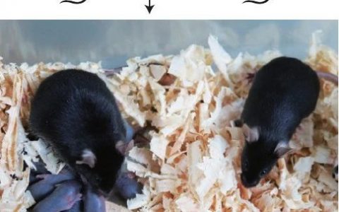 人造精子！日本学者利用多能干细胞制造出精子，并产生健康、可生育的后代