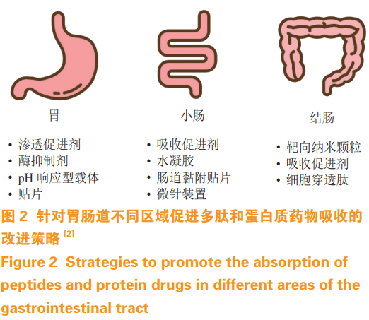 口服多肽和蛋白质药物的研究进展
