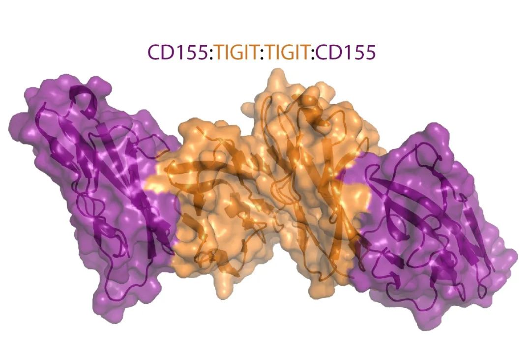 热门靶点！PD-1的潜在好搭档：TIGIT