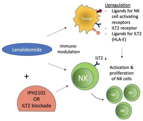 小药谈肿瘤免疫：NK细胞的免疫检查点