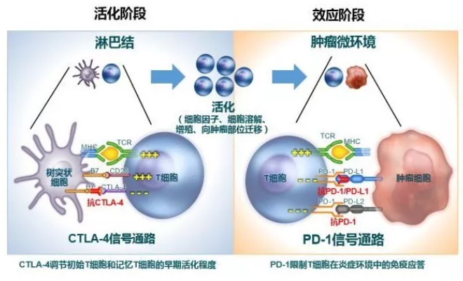 28000元/支，免疫双子星“逸沃”中国售价曝光；信达、复星、康宁杰瑞追赶...