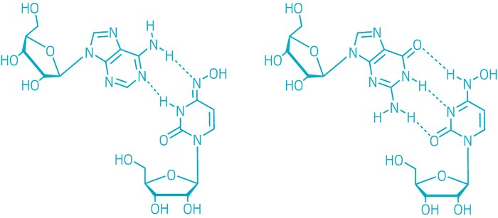 默沙东新冠小分子--机理与结构