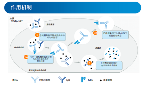 和铂医药FcRn抗体进入临床三期！有望领跑10.8亿美元中国市场！