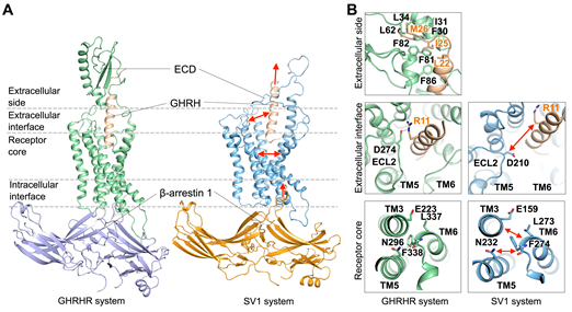 PNAS | 生长激素释放激素受体的结构性信号偏向转导机制
