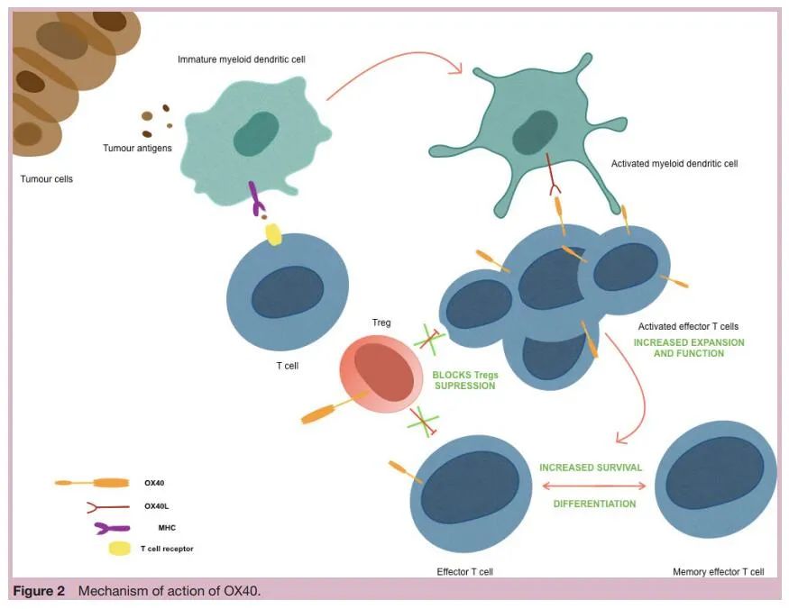 小药谈肿瘤免疫：OX40