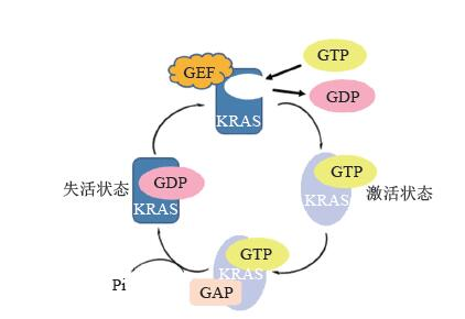 从不可成药到研发成果“井喷”，细说KRAS