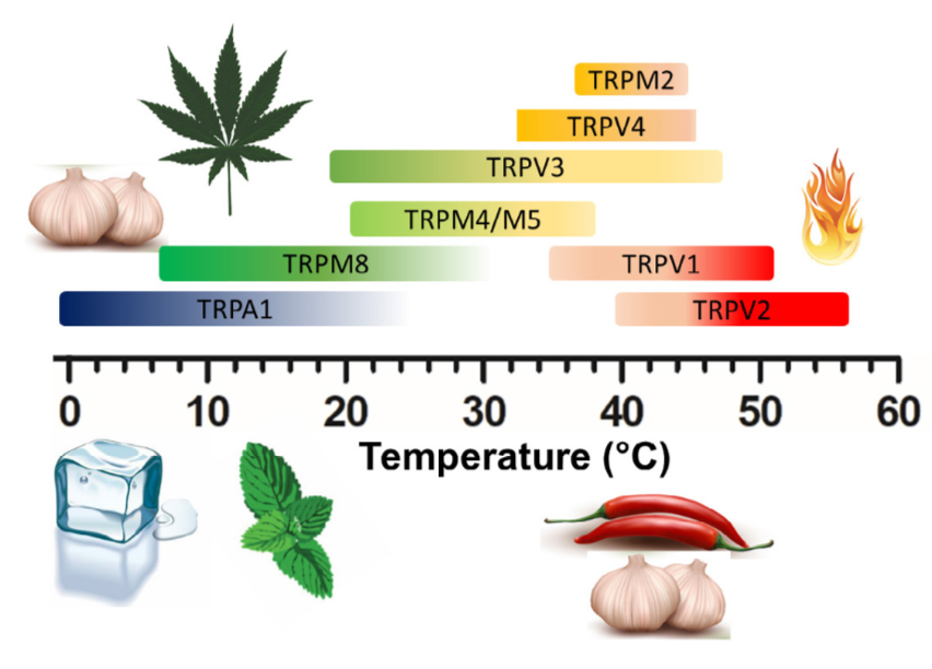 研究温度感知与触觉的两位科学家获生物诺奖！