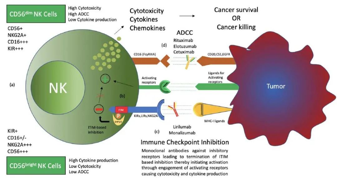 小药谈肿瘤免疫：NK细胞的免疫检查点