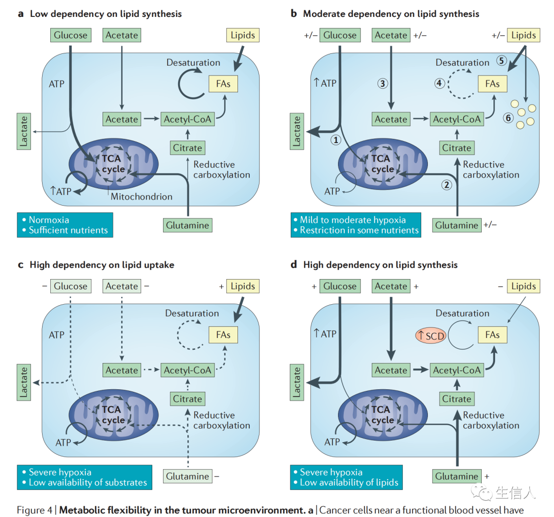 肿瘤又一个重磅热点思路：脂肪酸