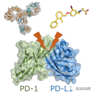 聚焦药靶：PD-1/PD-L1，内卷何时休？