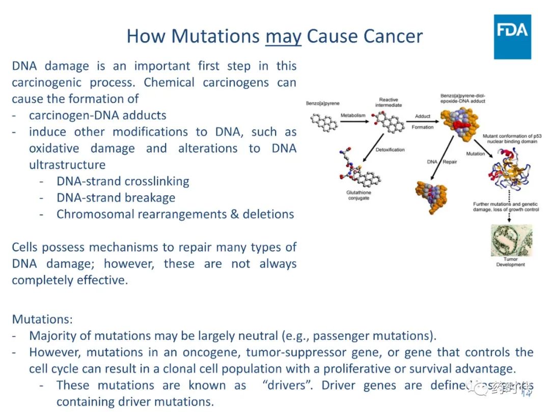 关于潜在基因毒性药物，FDA是这样规定的
