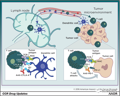 聚焦药靶：一文尽览肿瘤免疫治疗分子CTLA-4的研究现状