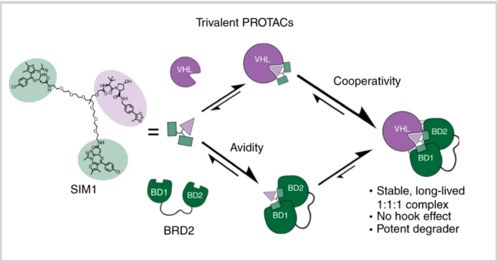【Nature子刊】降解活性提高了300倍的一种三价PROTAC降解剂