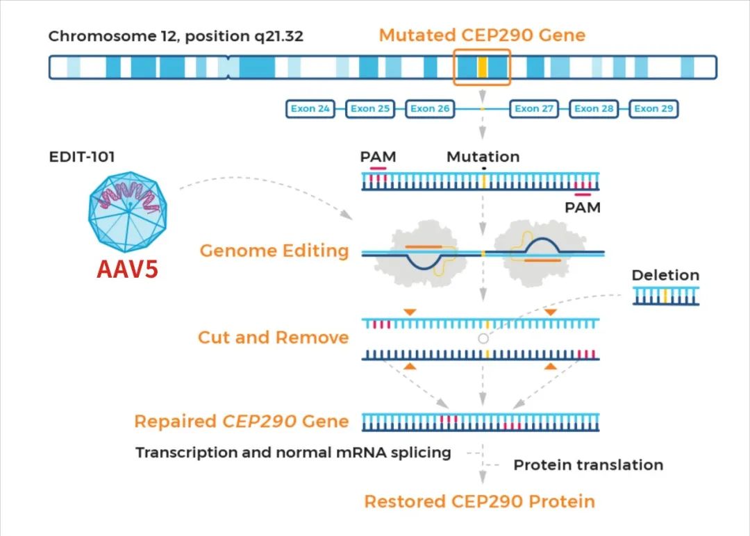 张锋创立的Editas发布其体内CRISPR基因治疗临床结果，效果积极、潜力巨大