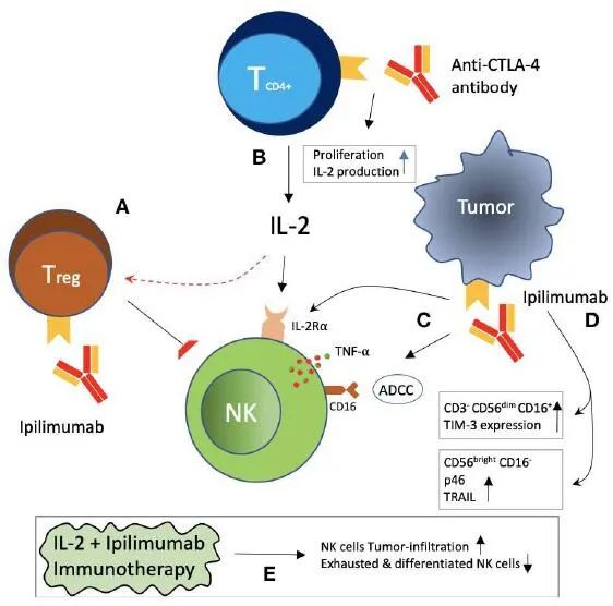 小药谈肿瘤免疫：NK细胞的免疫检查点