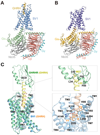 PNAS | 生长激素释放激素受体的结构性信号偏向转导机制
