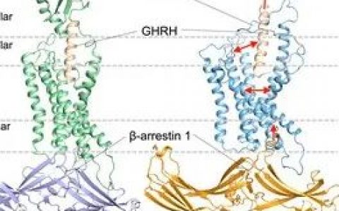 PNAS | 生长激素释放激素受体的结构性信号偏向转导机制